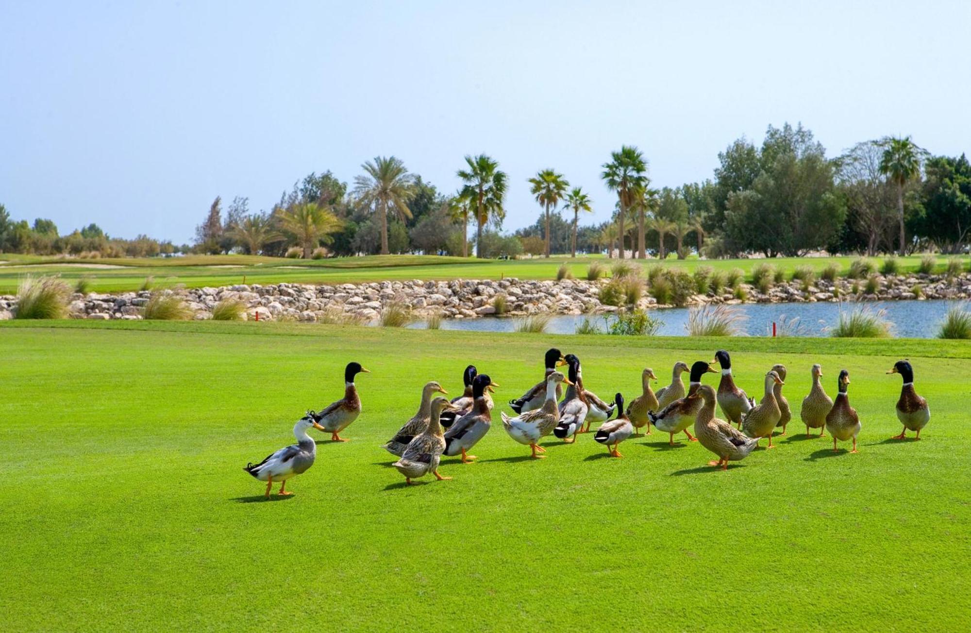 Velero Hotel Doha Lusail Экстерьер фото Ducks at the golf course